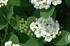 Spiraea betulifolia var. aemiliana, flowers