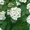 Spiraea betulifolia var. aemiliana, flowers