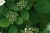 Spiraea betulifolia var. aemiliana, flowers