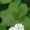 Spiraea betulifolia var. aemiliana, flowers