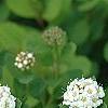 Spiraea betulifolia var. aemiliana, flowers