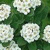 Spiraea betulifolia var. aemiliana, flowers