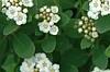 Spiraea betulifolia var. aemiliana, flowers