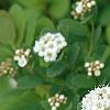 Spiraea betulifolia var. aemiliana, flowers