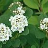 Spiraea betulifolia var. aemiliana, flowers