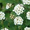 Spiraea betulifolia var. aemiliana, flowers