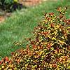 Spiraea x bumalda 'Magic Carpet', habit