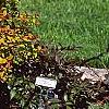 Spiraea x bumalda 'Magic Carpet', habit