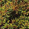 Spiraea x bumalda 'Magic Carpet', habit