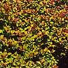 Spiraea x bumalda 'Magic Carpet', habit