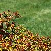 Spiraea x bumalda 'Magic Carpet', habit