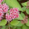 Spiraea x bumalda 'Magic Carpet', flowers
