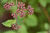 Spiraea x bumalda 'Magic Carpet', flowers