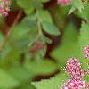 Spiraea x bumalda 'Magic Carpet', flowers