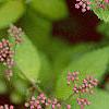 Spiraea x bumalda 'Magic Carpet', flowers