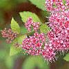 Spiraea x bumalda 'Magic Carpet', flowers