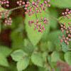 Spiraea x bumalda 'Magic Carpet', flowers