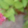Spiraea x bumalda 'Magic Carpet', flowers