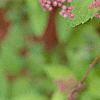 Spiraea x bumalda 'Magic Carpet', flowers
