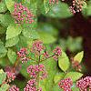 Spiraea x bumalda 'Magic Carpet', flowers
