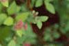 Spiraea x bumalda 'Magic Carpet', flowers