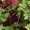 Spiraea x bumalda 'Magic Carpet', flowers