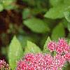 Spiraea x bumalda 'Magic Carpet', flowers