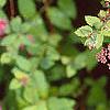 Spiraea x bumalda 'Magic Carpet', flowers
