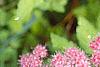 Spiraea x bumalda 'Magic Carpet', flowers