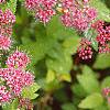 Spiraea x bumalda 'Magic Carpet', flowers