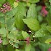 Spiraea x bumalda 'Magic Carpet', flowers