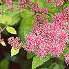 Spiraea x bumalda 'Magic Carpet', flowers