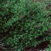 Spiraea chamaedryfolia, habit