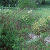 Spiraea chamaedryfolia, habit