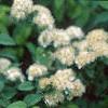 Spiraea chamaedryfolia, flowers