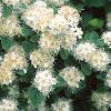 Spiraea chamaedryfolia, flowers