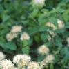 Spiraea chamaedryfolia, flowers