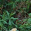 Spiraea chamaedryfolia, flowers