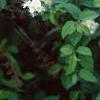 Spiraea chamaedryfolia, flowers
