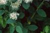 Spiraea chamaedryfolia, flowers