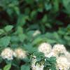 Spiraea chamaedryfolia, flowers