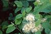 Spiraea chamaedryfolia, flowers