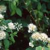 Spiraea chamaedryfolia, flowers