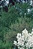 Spiraea crenata, habit