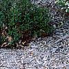 Spiraea crenata, habit