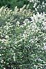 Spiraea crenata, habit