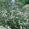 Spiraea crenata, habit