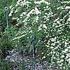 Spiraea crenata, habit
