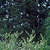 Spiraea crenata, habit