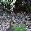 Spiraea crenata, habit
